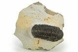 Detailed Austerops Trilobite - Nice Eye Facets #311070-3